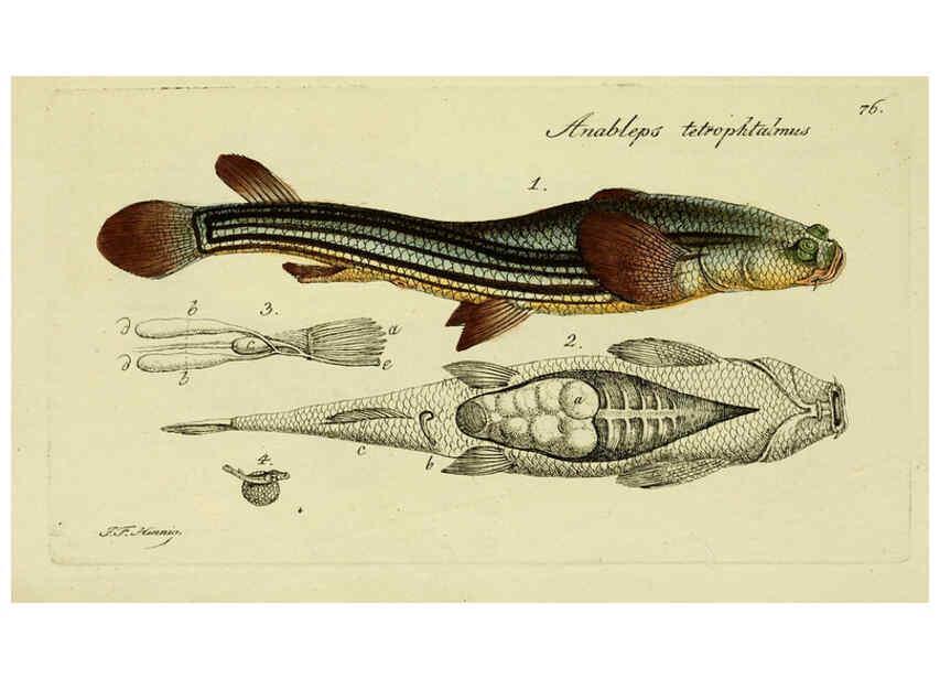 Reproducción/Reproduction 6005487773: M.E. Blochii ... Systema ichthyologiae iconibus CX illustratum v.2 Berolini :Sumtibus auctoris impressum et Bibliopolio Sanderiano commissum,1801