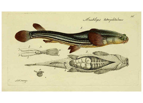 Reproducción/Reproduction 6005487773: M.E. Blochii ... Systema ichthyologiae iconibus CX illustratum v.2 Berolini :Sumtibus auctoris impressum et Bibliopolio Sanderiano commissum,1801