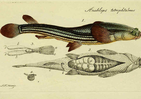 Reproducción/Reproduction 6005487773: M.E. Blochii ... Systema ichthyologiae iconibus CX illustratum v.2 Berolini :Sumtibus auctoris impressum et Bibliopolio Sanderiano commissum,1801