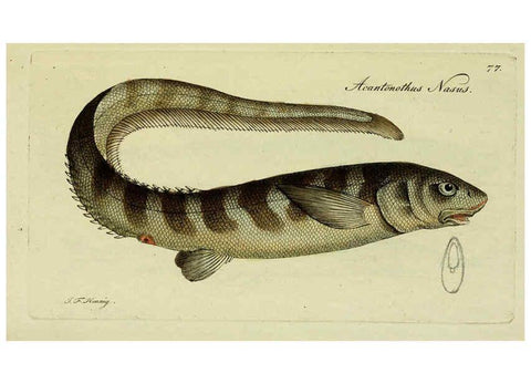 Reproducción/Reproduction 6005488015: M.E. Blochii ... Systema ichthyologiae iconibus CX illustratum v.2 Berolini :Sumtibus auctoris impressum et Bibliopolio Sanderiano commissum,1801