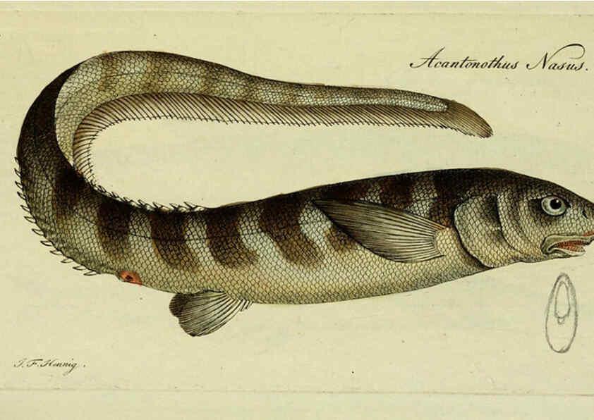 Reproducción/Reproduction 6005488015: M.E. Blochii ... Systema ichthyologiae iconibus CX illustratum v.2 Berolini :Sumtibus auctoris impressum et Bibliopolio Sanderiano commissum,1801