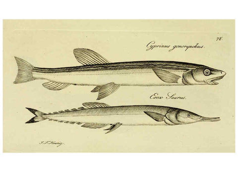 Reproducción/Reproduction 6005488349: M.E. Blochii ... Systema ichthyologiae iconibus CX illustratum v.2 Berolini :Sumtibus auctoris impressum et Bibliopolio Sanderiano commissum,1801