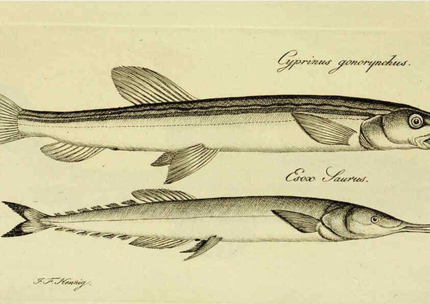 Reproducción/Reproduction 6005488349: M.E. Blochii ... Systema ichthyologiae iconibus CX illustratum v.2 Berolini :Sumtibus auctoris impressum et Bibliopolio Sanderiano commissum,1801