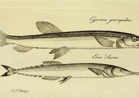 Reproducción/Reproduction 6005488349: M.E. Blochii ... Systema ichthyologiae iconibus CX illustratum v.2 Berolini :Sumtibus auctoris impressum et Bibliopolio Sanderiano commissum,1801