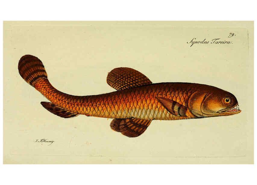 Reproducción/Reproduction 6005488653: M.E. Blochii ... Systema ichthyologiae iconibus CX illustratum v.2 Berolini :Sumtibus auctoris impressum et Bibliopolio Sanderiano commissum,1801