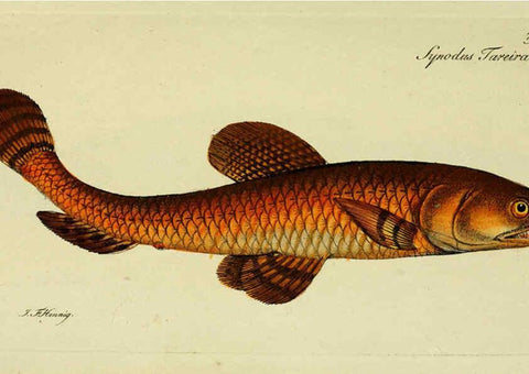 Reproducción/Reproduction 6005488653: M.E. Blochii ... Systema ichthyologiae iconibus CX illustratum v.2 Berolini :Sumtibus auctoris impressum et Bibliopolio Sanderiano commissum,1801