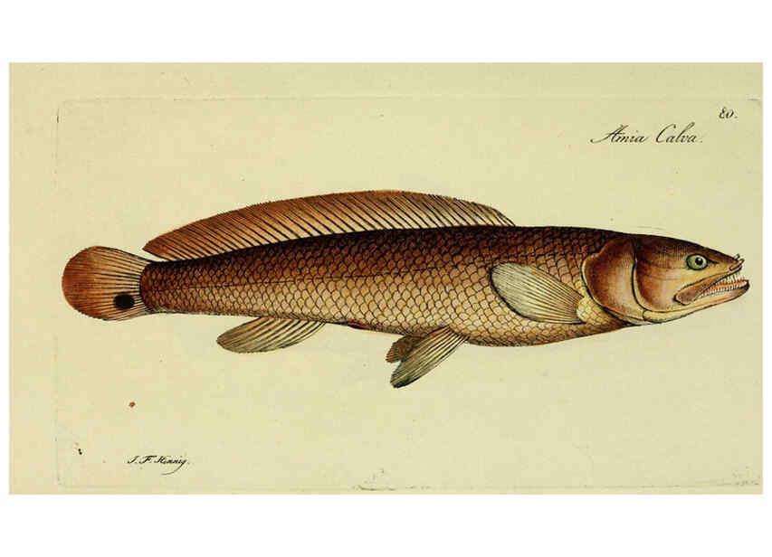 Reproducción/Reproduction 6006031716: M.E. Blochii ... Systema ichthyologiae iconibus CX illustratum v.2 Berolini :Sumtibus auctoris impressum et Bibliopolio Sanderiano commissum,1801