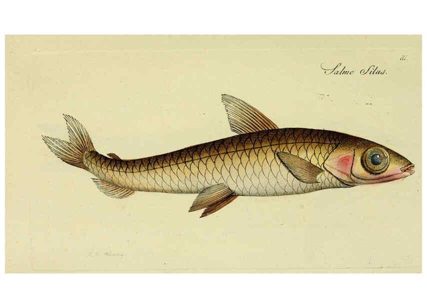 Reproducción/Reproduction 6006032036: M.E. Blochii ... Systema ichthyologiae iconibus CX illustratum v.2 Berolini :Sumtibus auctoris impressum et Bibliopolio Sanderiano commissum,1801