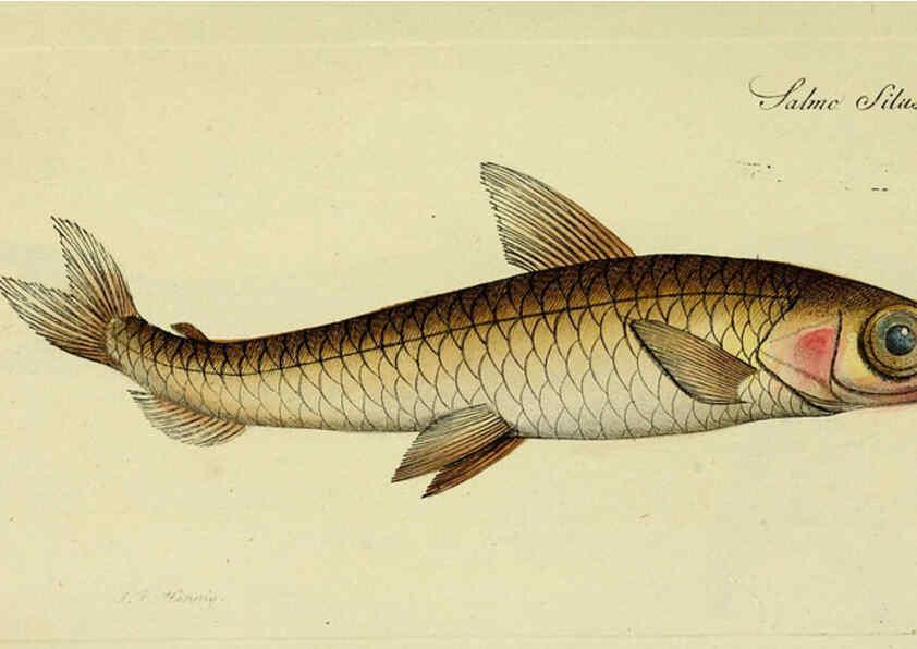 Reproducción/Reproduction 6006032036: M.E. Blochii ... Systema ichthyologiae iconibus CX illustratum v.2 Berolini :Sumtibus auctoris impressum et Bibliopolio Sanderiano commissum,1801