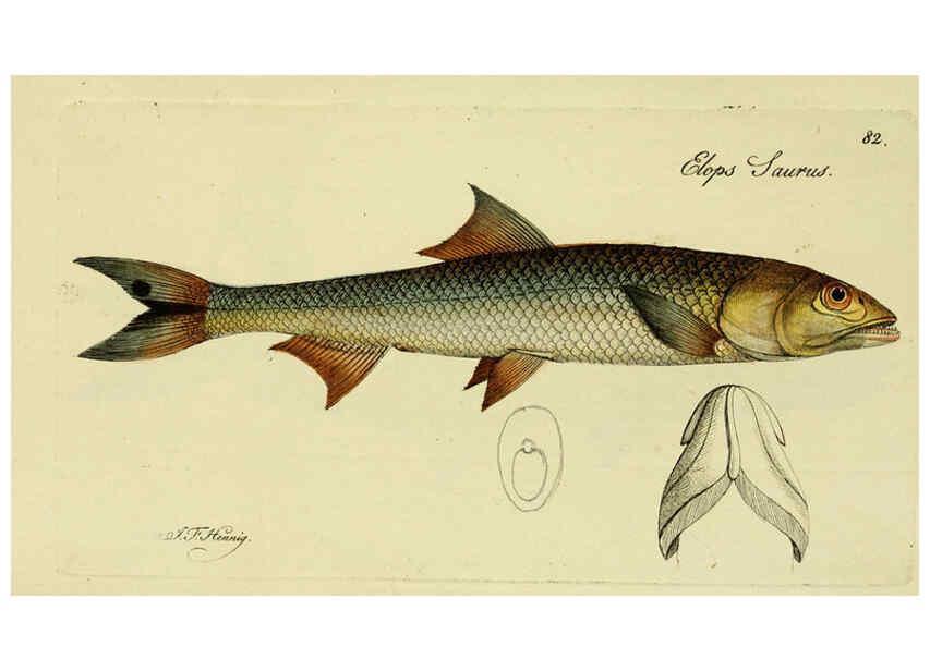 Reproducción/Reproduction 6006032392: M.E. Blochii ... Systema ichthyologiae iconibus CX illustratum v.2 Berolini :Sumtibus auctoris impressum et Bibliopolio Sanderiano commissum,1801