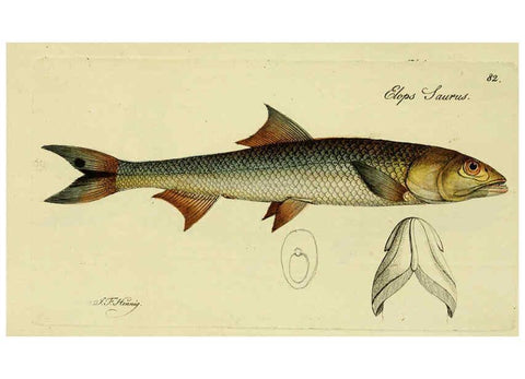Reproducción/Reproduction 6006032392: M.E. Blochii ... Systema ichthyologiae iconibus CX illustratum v.2 Berolini :Sumtibus auctoris impressum et Bibliopolio Sanderiano commissum,1801