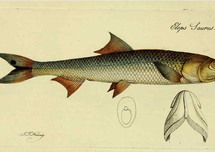 Reproducción/Reproduction 6006032392: M.E. Blochii ... Systema ichthyologiae iconibus CX illustratum v.2 Berolini :Sumtibus auctoris impressum et Bibliopolio Sanderiano commissum,1801