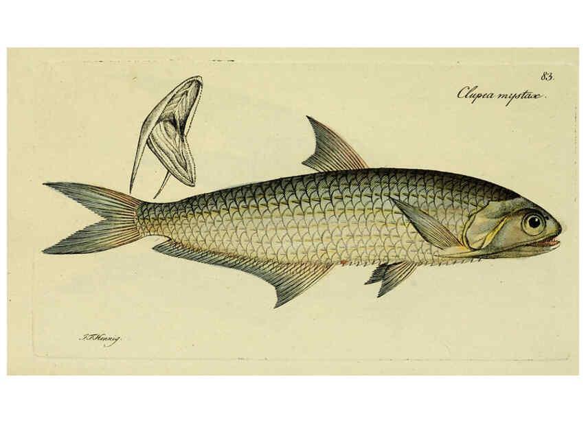 Reproducción/Reproduction 6006032658: M.E. Blochii ... Systema ichthyologiae iconibus CX illustratum v.2 Berolini :Sumtibus auctoris impressum et Bibliopolio Sanderiano commissum,1801