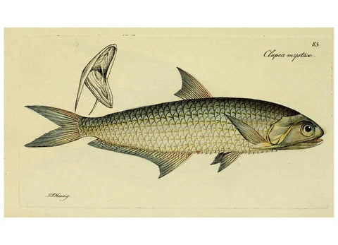 Reproducción/Reproduction 6006032658: M.E. Blochii ... Systema ichthyologiae iconibus CX illustratum v.2 Berolini :Sumtibus auctoris impressum et Bibliopolio Sanderiano commissum,1801