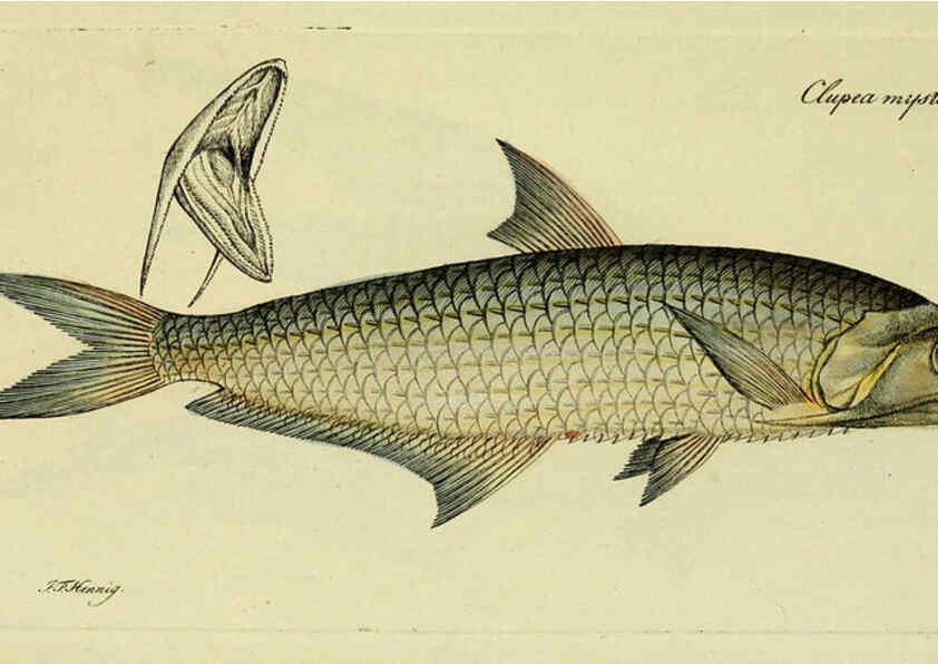 Reproducción/Reproduction 6006032658: M.E. Blochii ... Systema ichthyologiae iconibus CX illustratum v.2 Berolini :Sumtibus auctoris impressum et Bibliopolio Sanderiano commissum,1801