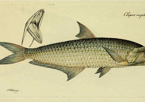 Reproducción/Reproduction 6006032658: M.E. Blochii ... Systema ichthyologiae iconibus CX illustratum v.2 Berolini :Sumtibus auctoris impressum et Bibliopolio Sanderiano commissum,1801
