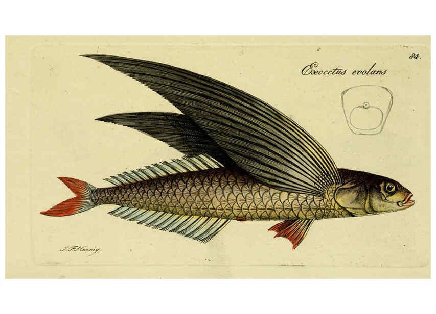 Reproducción/Reproduction 6005490325: M.E. Blochii ... Systema ichthyologiae iconibus CX illustratum v.2 Berolini :Sumtibus auctoris impressum et Bibliopolio Sanderiano commissum,1801