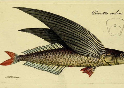 Reproducción/Reproduction 6005490325: M.E. Blochii ... Systema ichthyologiae iconibus CX illustratum v.2 Berolini :Sumtibus auctoris impressum et Bibliopolio Sanderiano commissum,1801