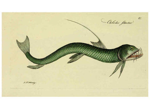 Reproducción/Reproduction 6005490639: M.E. Blochii ... Systema ichthyologiae iconibus CX illustratum v.2 Berolini :Sumtibus auctoris impressum et Bibliopolio Sanderiano commissum,1801