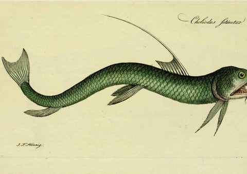 Reproducción/Reproduction 6005490639: M.E. Blochii ... Systema ichthyologiae iconibus CX illustratum v.2 Berolini :Sumtibus auctoris impressum et Bibliopolio Sanderiano commissum,1801