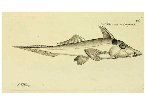 Reproducción/Reproduction 6006028204: M.E. Blochii ... Systema ichthyologiae iconibus CX illustratum v.2 Berolini :Sumtibus auctoris impressum et Bibliopolio Sanderiano commissum,1801