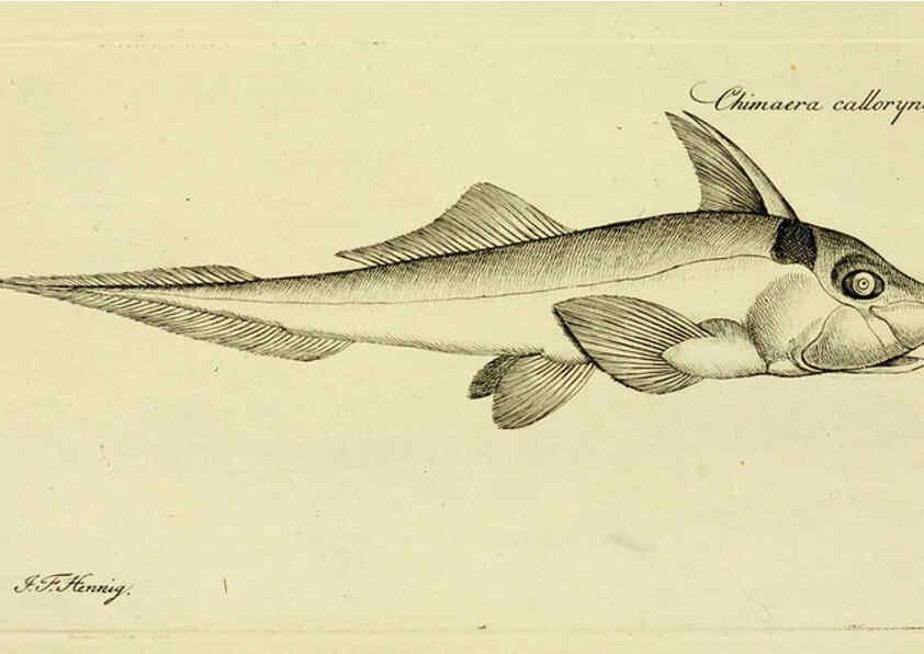 Reproducción/Reproduction 6006028204: M.E. Blochii ... Systema ichthyologiae iconibus CX illustratum v.2 Berolini :Sumtibus auctoris impressum et Bibliopolio Sanderiano commissum,1801