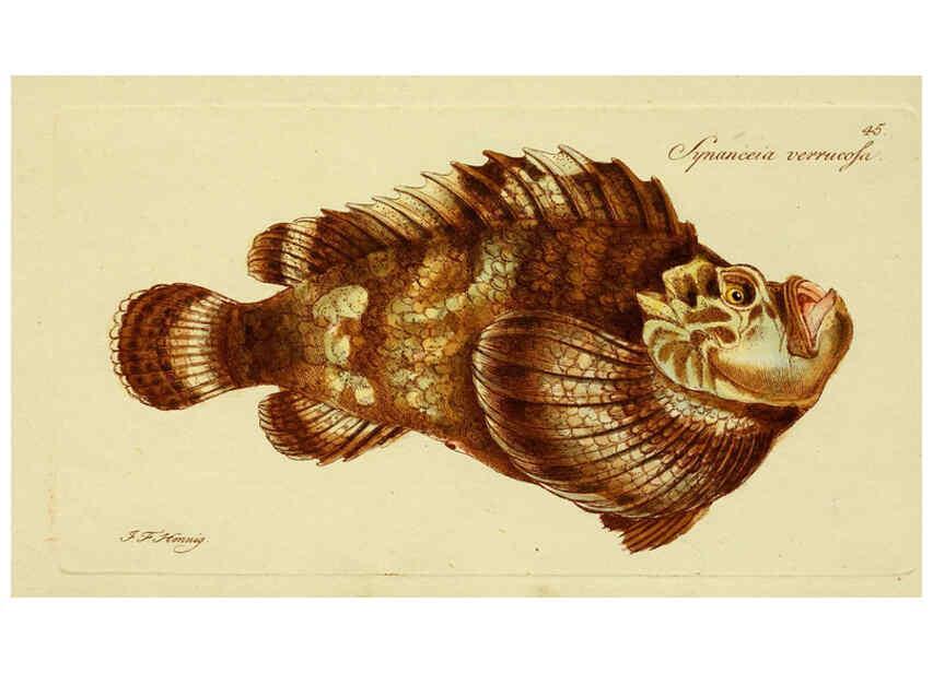 Reproducción/Reproduction 6005478229: M.E. Blochii ... Systema ichthyologiae iconibus CX illustratum v.2 Berolini :Sumtibus auctoris impressum et Bibliopolio Sanderiano commissum,1801