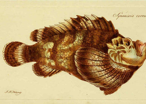 Reproducción/Reproduction 6005478229: M.E. Blochii ... Systema ichthyologiae iconibus CX illustratum v.2 Berolini :Sumtibus auctoris impressum et Bibliopolio Sanderiano commissum,1801