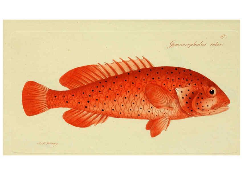 Reproducción/Reproduction 6005485115: M.E. Blochii ... Systema ichthyologiae iconibus CX illustratum v.2 Berolini :Sumtibus auctoris impressum et Bibliopolio Sanderiano commissum,1801