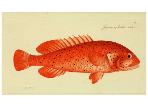 Reproducción/Reproduction 6005485115: M.E. Blochii ... Systema ichthyologiae iconibus CX illustratum v.2 Berolini :Sumtibus auctoris impressum et Bibliopolio Sanderiano commissum,1801