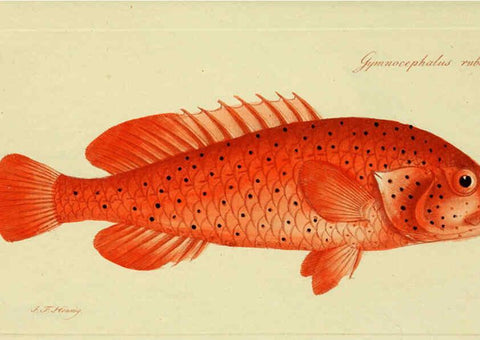 Reproducción/Reproduction 6005485115: M.E. Blochii ... Systema ichthyologiae iconibus CX illustratum v.2 Berolini :Sumtibus auctoris impressum et Bibliopolio Sanderiano commissum,1801