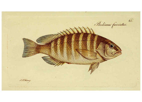 Reproducción/Reproduction 6006027270: M.E. Blochii ... Systema ichthyologiae iconibus CX illustratum v.2 Berolini :Sumtibus auctoris impressum et Bibliopolio Sanderiano commissum,1801