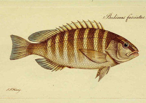 Reproducción/Reproduction 6006027270: M.E. Blochii ... Systema ichthyologiae iconibus CX illustratum v.2 Berolini :Sumtibus auctoris impressum et Bibliopolio Sanderiano commissum,1801