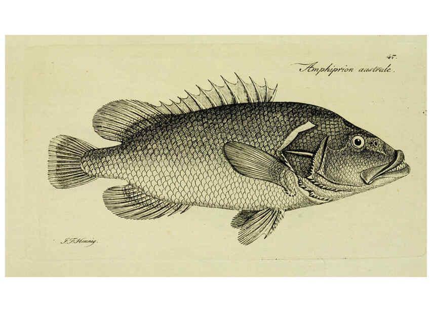Reproducción/Reproduction 6005478771: M.E. Blochii ... Systema ichthyologiae iconibus CX illustratum v.2 Berolini :Sumtibus auctoris impressum et Bibliopolio Sanderiano commissum,1801