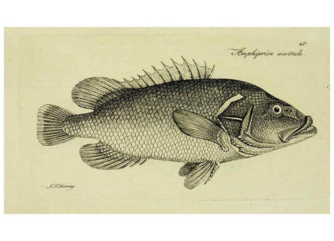 Reproducción/Reproduction 6005478771: M.E. Blochii ... Systema ichthyologiae iconibus CX illustratum v.2 Berolini :Sumtibus auctoris impressum et Bibliopolio Sanderiano commissum,1801
