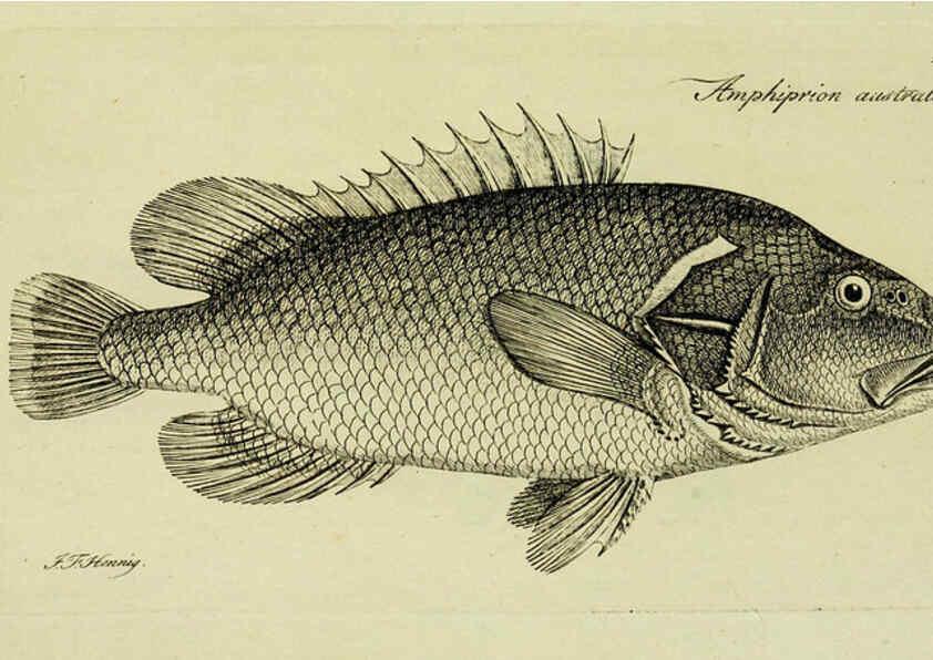 Reproducción/Reproduction 6005478771: M.E. Blochii ... Systema ichthyologiae iconibus CX illustratum v.2 Berolini :Sumtibus auctoris impressum et Bibliopolio Sanderiano commissum,1801