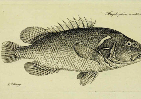 Reproducción/Reproduction 6005478771: M.E. Blochii ... Systema ichthyologiae iconibus CX illustratum v.2 Berolini :Sumtibus auctoris impressum et Bibliopolio Sanderiano commissum,1801