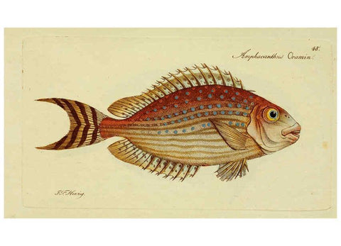 Reproducción/Reproduction 6005479285: M.E. Blochii ... Systema ichthyologiae iconibus CX illustratum v.2 Berolini :Sumtibus auctoris impressum et Bibliopolio Sanderiano commissum,1801