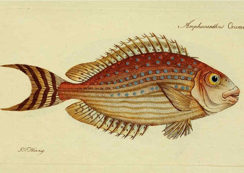 Reproducción/Reproduction 6005479285: M.E. Blochii ... Systema ichthyologiae iconibus CX illustratum v.2 Berolini :Sumtibus auctoris impressum et Bibliopolio Sanderiano commissum,1801