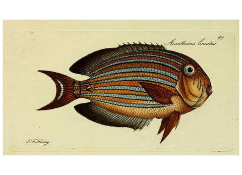 Reproducción/Reproduction 6006022416: M.E. Blochii ... Systema ichthyologiae iconibus CX illustratum v.2 Berolini :Sumtibus auctoris impressum et Bibliopolio Sanderiano commissum,1801