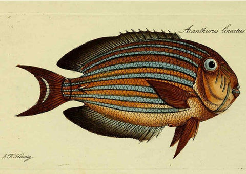 Reproducción/Reproduction 6006022416: M.E. Blochii ... Systema ichthyologiae iconibus CX illustratum v.2 Berolini :Sumtibus auctoris impressum et Bibliopolio Sanderiano commissum,1801