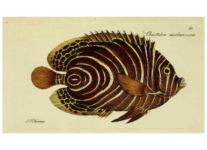 Reproducción/Reproduction 6006022778: M.E. Blochii ... Systema ichthyologiae iconibus CX illustratum v.2 Berolini :Sumtibus auctoris impressum et Bibliopolio Sanderiano commissum,1801