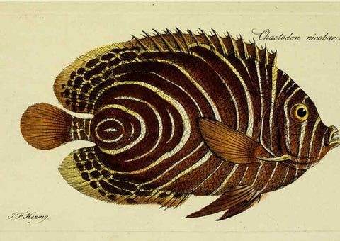Reproducción/Reproduction 6006022778: M.E. Blochii ... Systema ichthyologiae iconibus CX illustratum v.2 Berolini :Sumtibus auctoris impressum et Bibliopolio Sanderiano commissum,1801