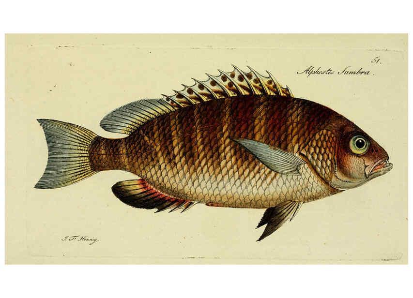 Reproducción/Reproduction 6005480511: M.E. Blochii ... Systema ichthyologiae iconibus CX illustratum v.2 Berolini :Sumtibus auctoris impressum et Bibliopolio Sanderiano commissum,1801