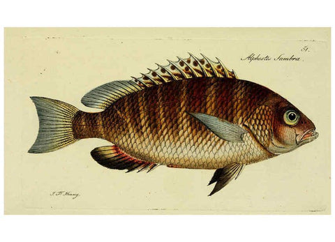Reproducción/Reproduction 6005480511: M.E. Blochii ... Systema ichthyologiae iconibus CX illustratum v.2 Berolini :Sumtibus auctoris impressum et Bibliopolio Sanderiano commissum,1801