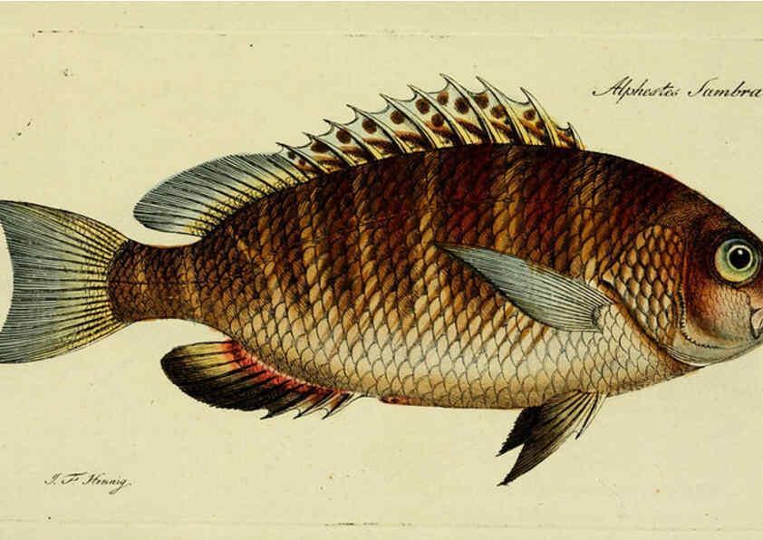 Reproducción/Reproduction 6005480511: M.E. Blochii ... Systema ichthyologiae iconibus CX illustratum v.2 Berolini :Sumtibus auctoris impressum et Bibliopolio Sanderiano commissum,1801