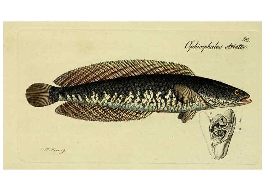Reproducción/Reproduction 6006023570: M.E. Blochii ... Systema ichthyologiae iconibus CX illustratum v.2 Berolini :Sumtibus auctoris impressum et Bibliopolio Sanderiano commissum,1801