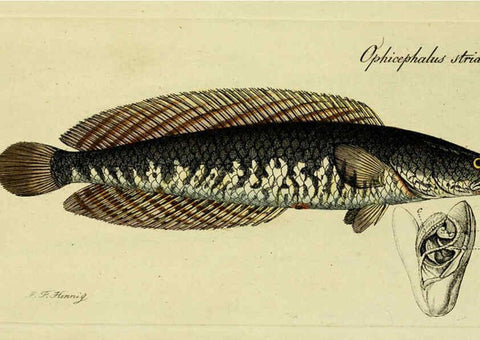 Reproducción/Reproduction 6006023570: M.E. Blochii ... Systema ichthyologiae iconibus CX illustratum v.2 Berolini :Sumtibus auctoris impressum et Bibliopolio Sanderiano commissum,1801