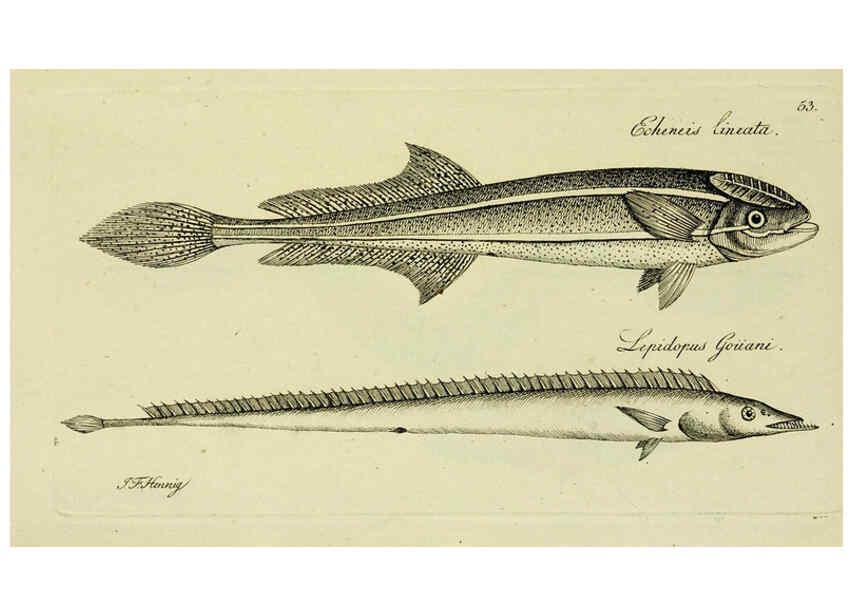 Reproducción/Reproduction 6005481121: M.E. Blochii ... Systema ichthyologiae iconibus CX illustratum v.2 Berolini :Sumtibus auctoris impressum et Bibliopolio Sanderiano commissum,1801