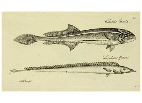 Reproducción/Reproduction 6005481121: M.E. Blochii ... Systema ichthyologiae iconibus CX illustratum v.2 Berolini :Sumtibus auctoris impressum et Bibliopolio Sanderiano commissum,1801